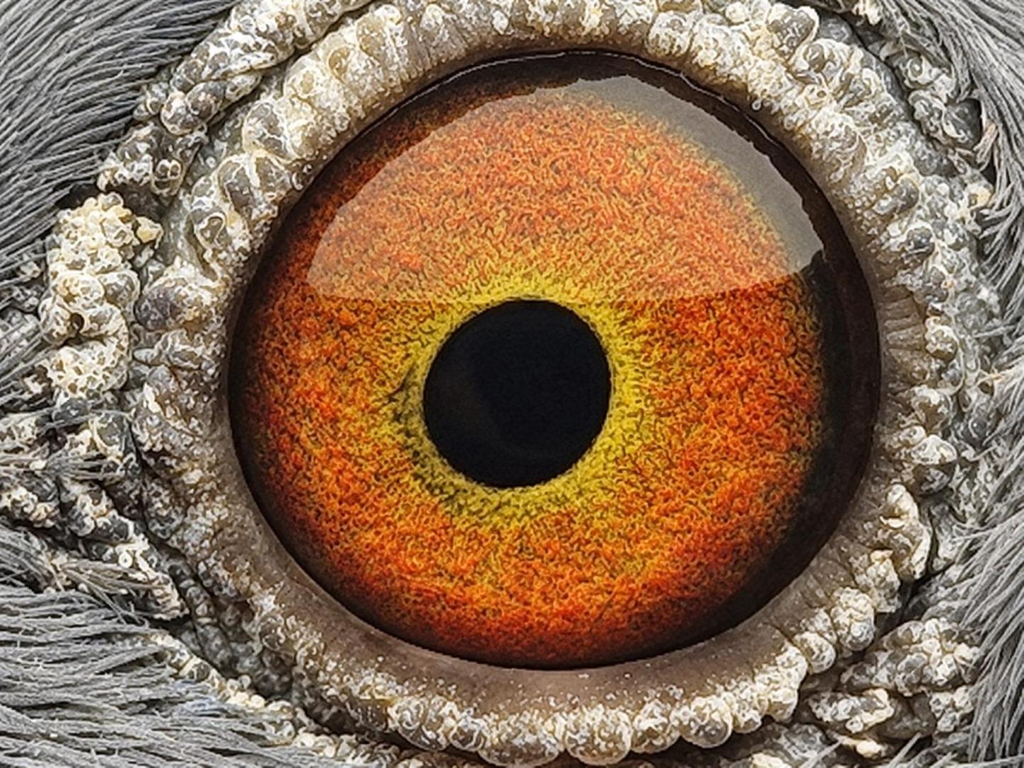 Pigeon eye